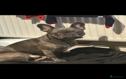French Bulldog dogs for sale: Male French bulldog  - Image 2