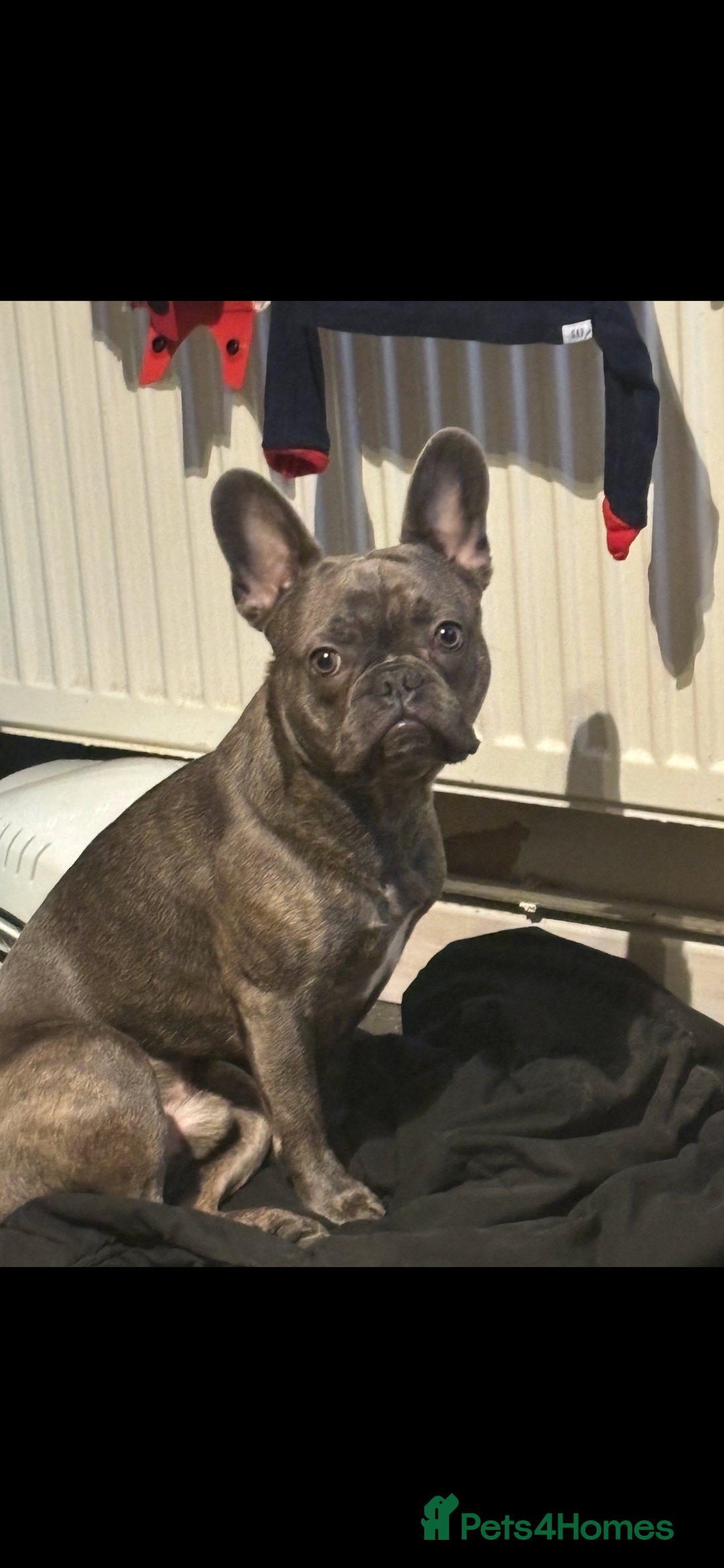 French Bulldog dogs for sale: Male French bulldog  - Image 2