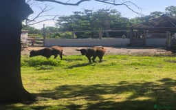 Cows & Bulls livestock for sale: 2 Wagyu Breeding, Store Heifers - Image 6