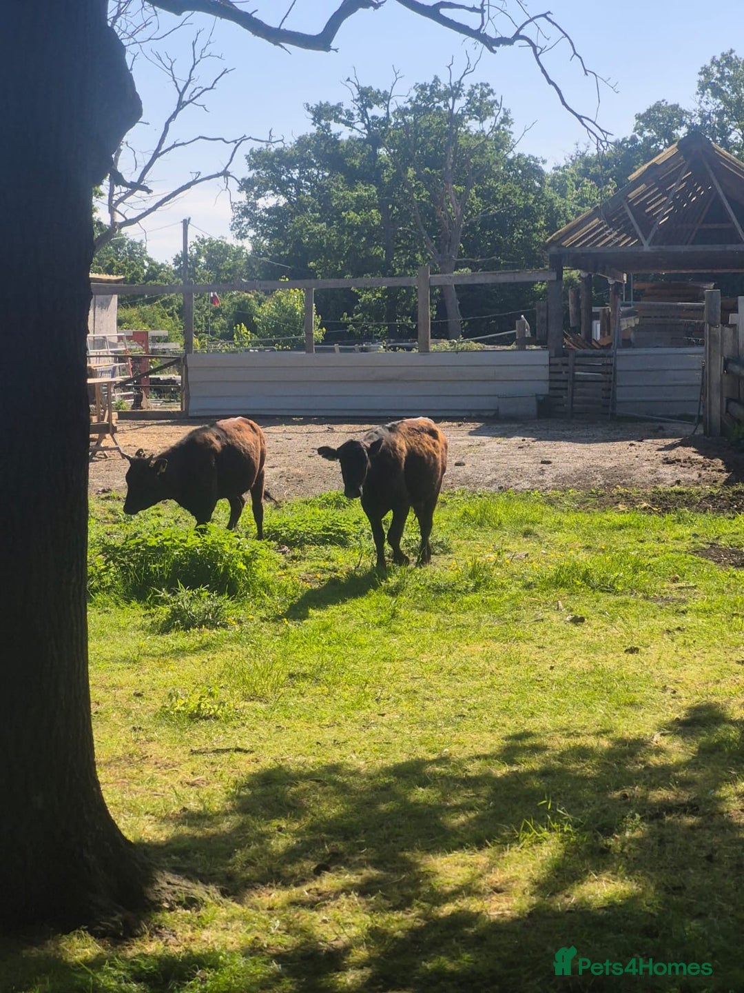 Cows & Bulls livestock for sale: 2 Wagyu Breeding, Store Heifers - Image 6