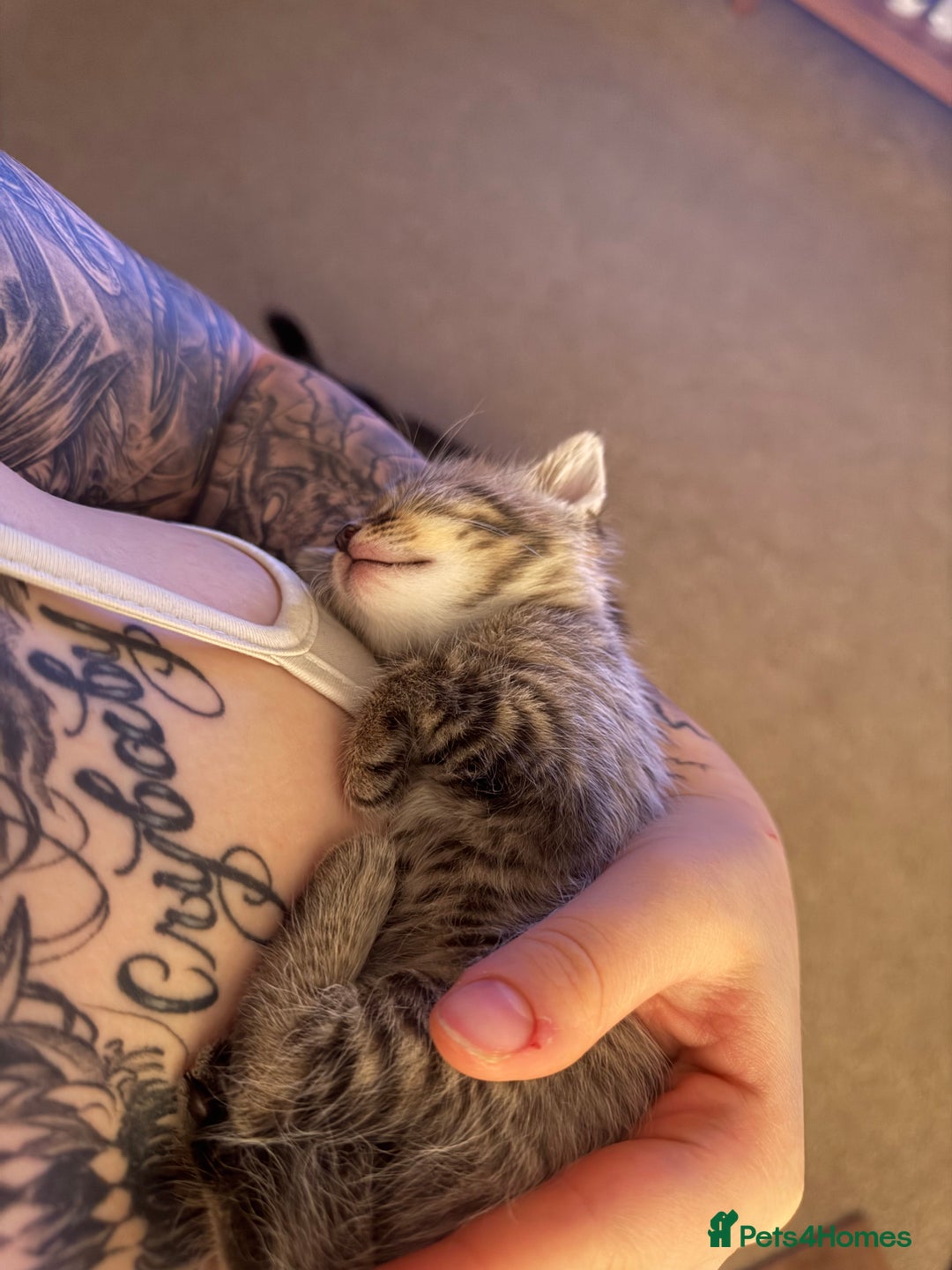 Domestic Shorthair cats for sale: Adorable, playful kitties ready for their homes - Image 7