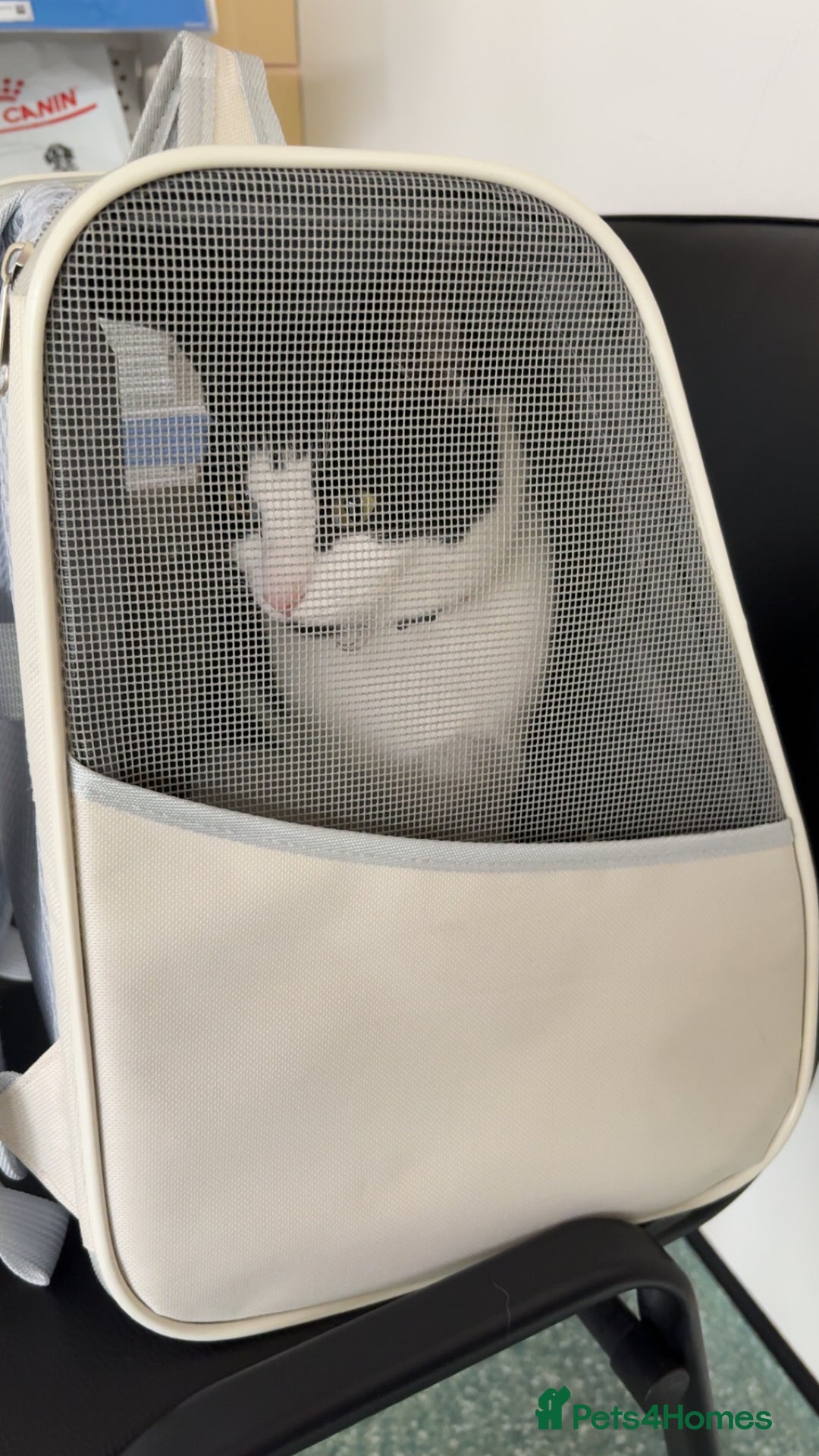 Domestic Shorthair cats for sale: Jess 2 1/2 year old cat - Advert 3