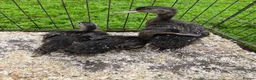 Ducks poultry for sale: Mallard ducklings  - Advert 4