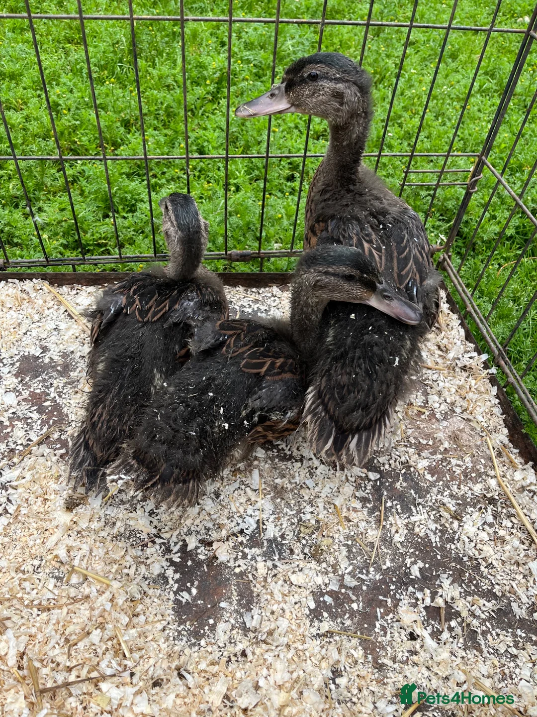 Ducks poultry for sale: Mallard ducklings  - Advert 4