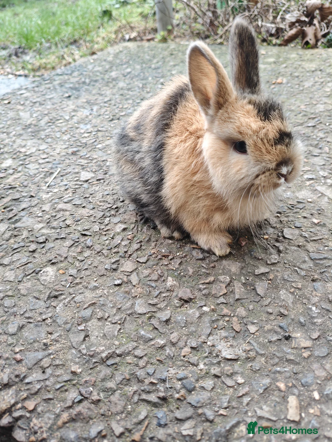 Rex rabbits for sale: Mini rex babies  - Advert 1