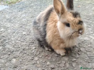 Rex rabbits Mini rex babies - Advert 14