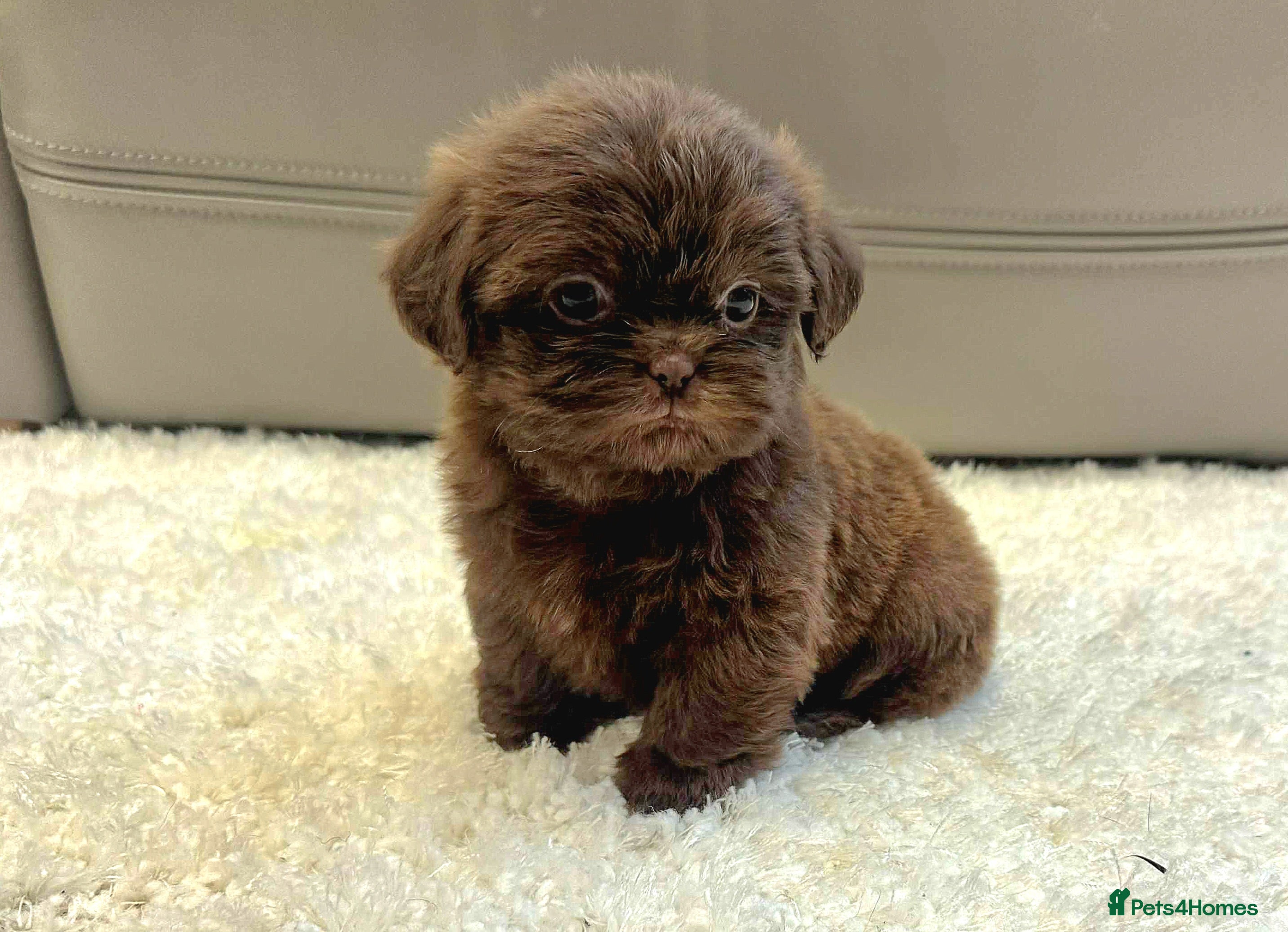 Shih Tzu dogs KC Registered Chocolate Imperial Shih Tzu Puppies - Advert 1