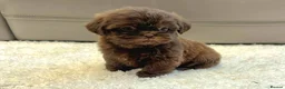 Shih Tzu dogs for sale: KC Registered Chocolate Imperial Shih Tzu Puppies - Advert 1
