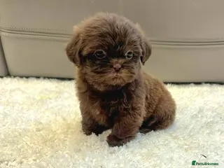 Shih Tzu dogs KC Registered Chocolate Imperial Shih Tzu Puppies - Advert 1