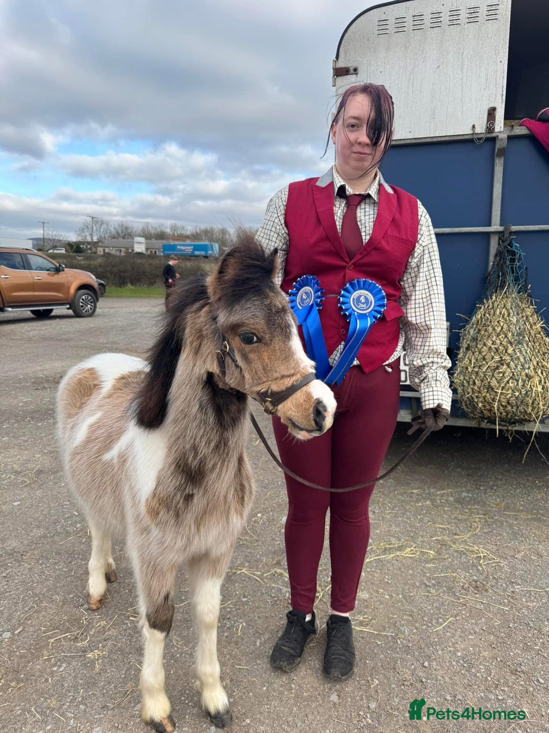 Welsh Section A horses for sale: Beautifully well marked Welsh P/B - Advert 11