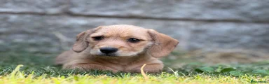 Mixed Breed 2
