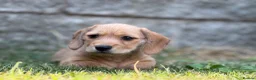 Mixed Breed dogs for sale: Two beautiful dachshund x schweenie  in Chester - Advert 3
