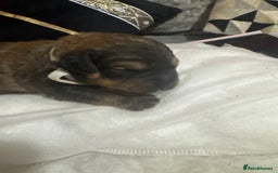 Mixed Breed dogs for sale: Rottweiler cross puppies - Image 11