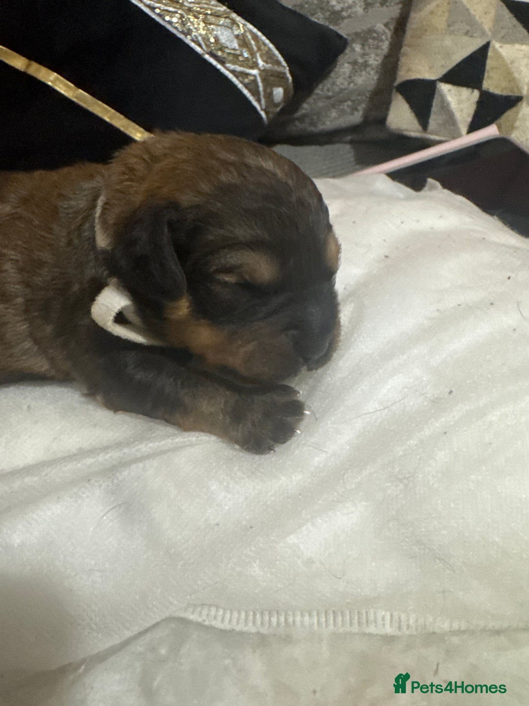Mixed Breed dogs for sale: Rottweiler cross puppies - Image 11