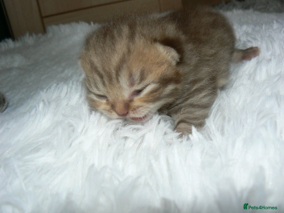 British Shorthair cats for sale: Pedegree British Blue + Tabby Shorthair Kittens - Image 5