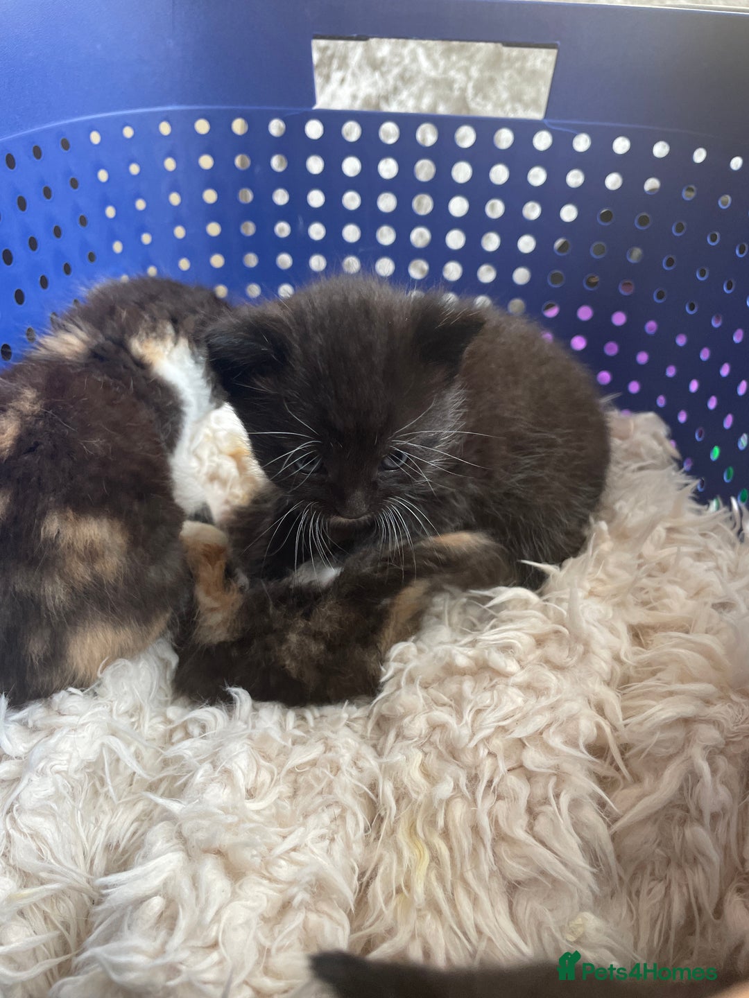 Domestic Shorthair cats for sale: Kittens  - Image 5