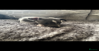 Whippet dogs - Advert 5