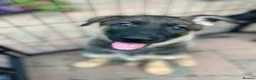 German Shepherd dogs for sale: Dutch shepherd x German shepherd puppies for sale - Advert 4