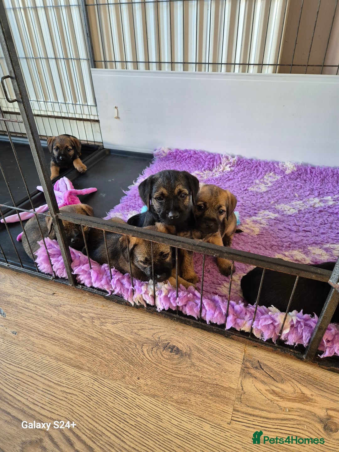 Border Terrier dogs for sale: Stunning border terrier puppys - Image 18