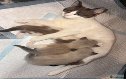 Ragdoll cats for sale: Ragdoll - Image 9