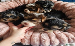 Yorkshire Terrier dogs for sale: DNA TESTED Father - Yorkshire Terrier puppies  - Image 1