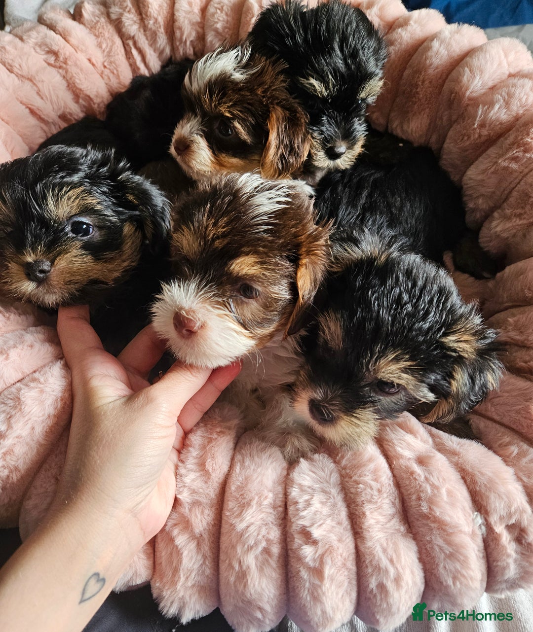 Yorkshire Terrier dogs for sale: DNA TESTED Father - Yorkshire Terrier puppies  - Image 1