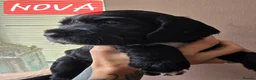 Cocker Spaniel dogs for sale: Stunning cocker spaniels  - Advert 18