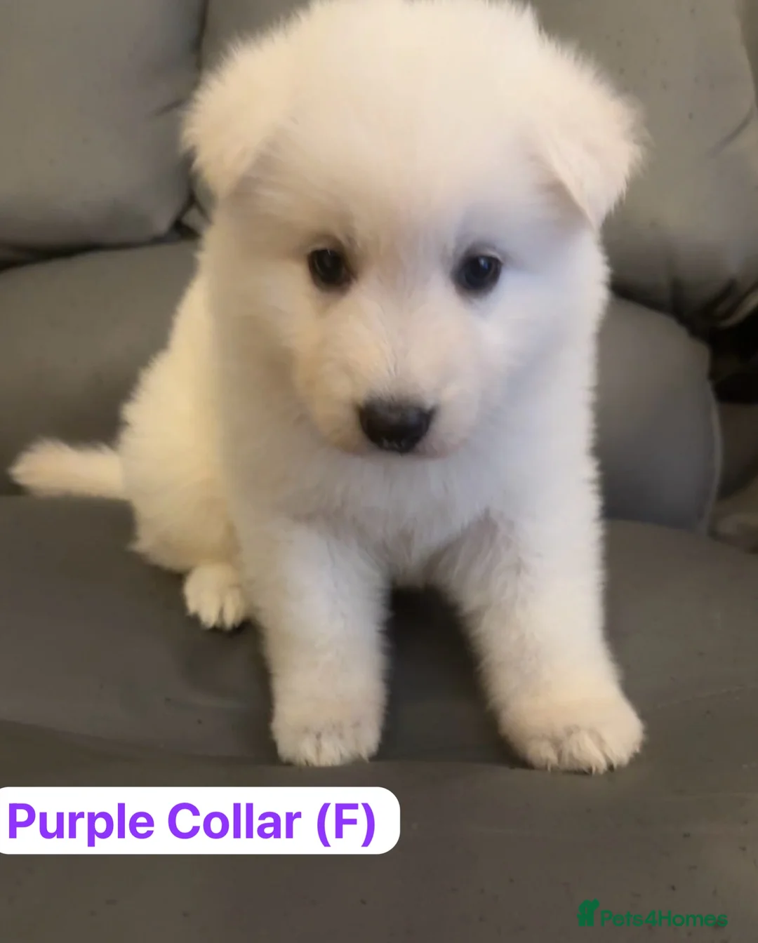 White Swiss Shepherd dogs for sale: 🏆 🏆 WORLD CHAMPION BLOODLINES KC WSS PUPS - Advert 2