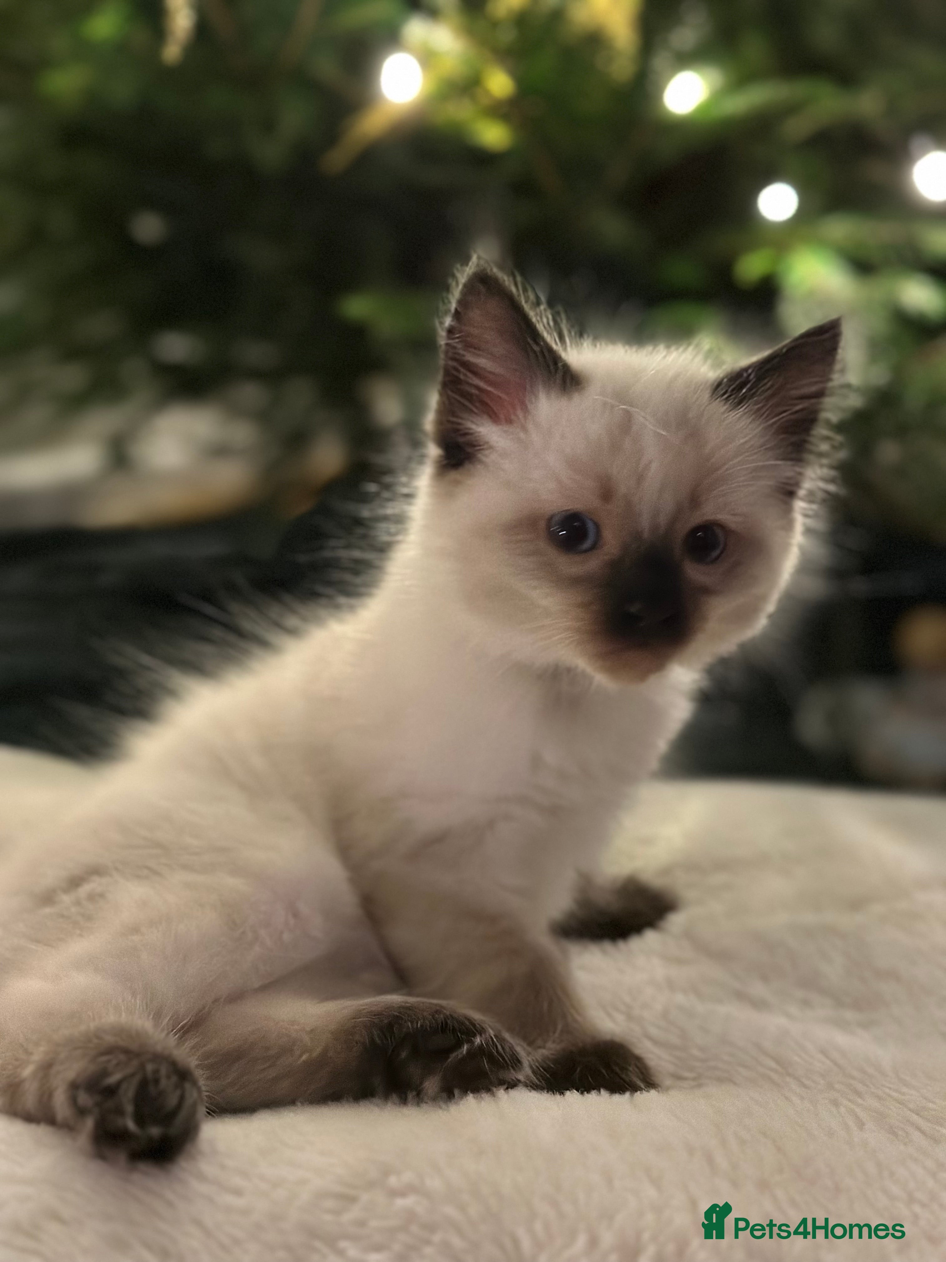 Ragdoll cats 🌿Last one 9weeks old boy needs a new family🌿🐾 - Advert 5