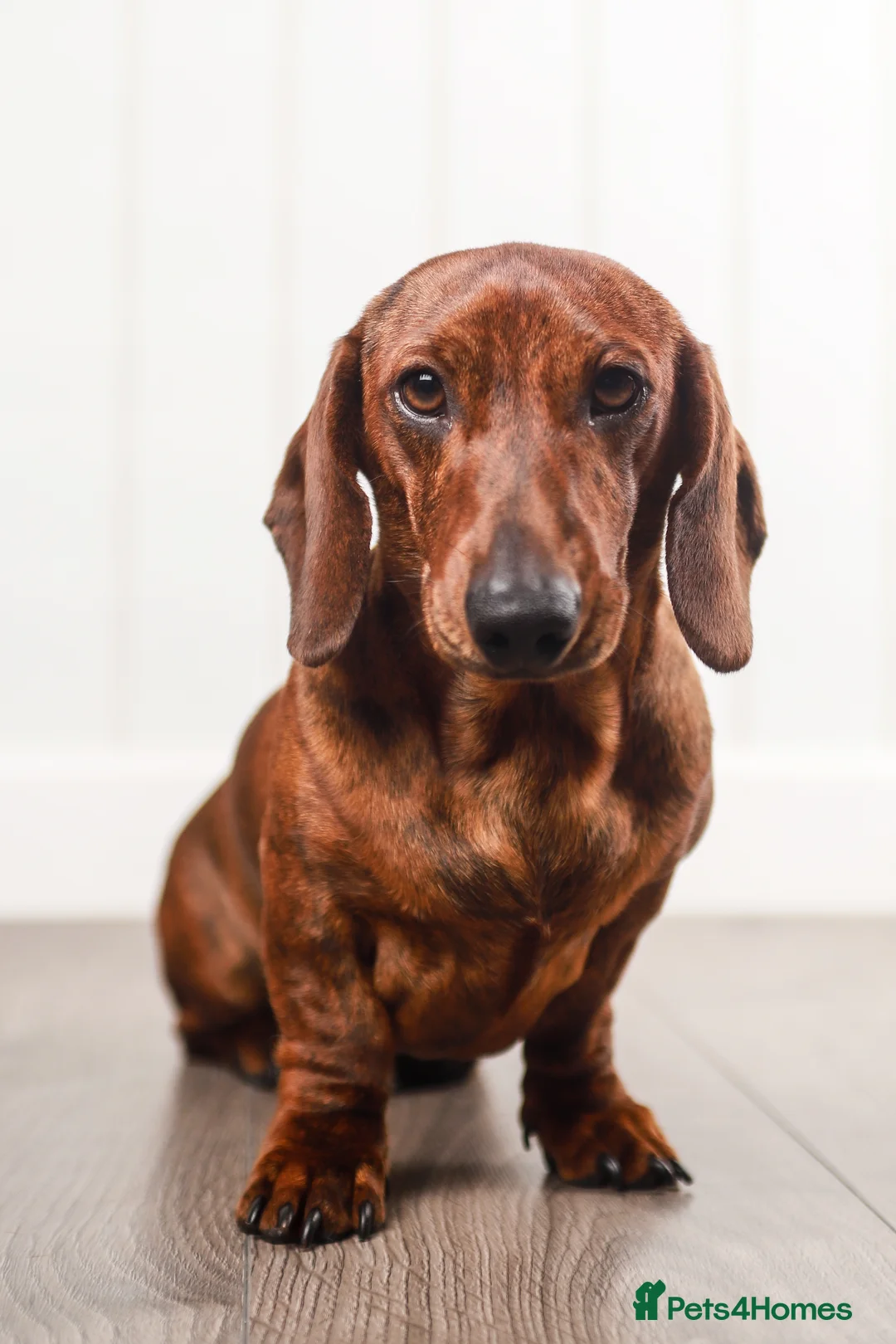 Dachshund dogs for stud: Miniature Smooth Dachshund Brindle KC reg in Nottingham - Advert 8