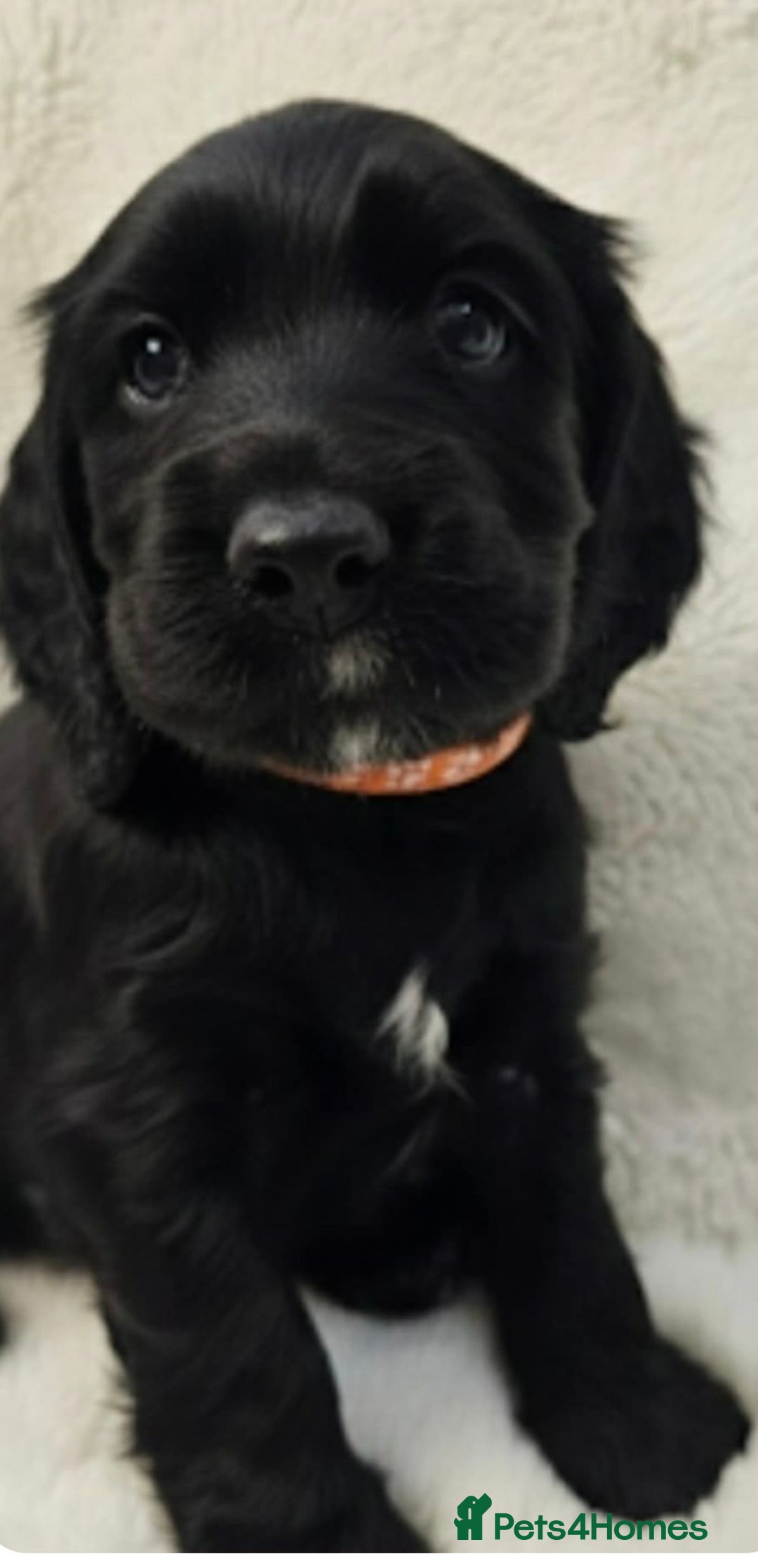 Cocker Spaniel dogs for sale: Litter of gorgeous cocker spaniel puppies  - Advert 22