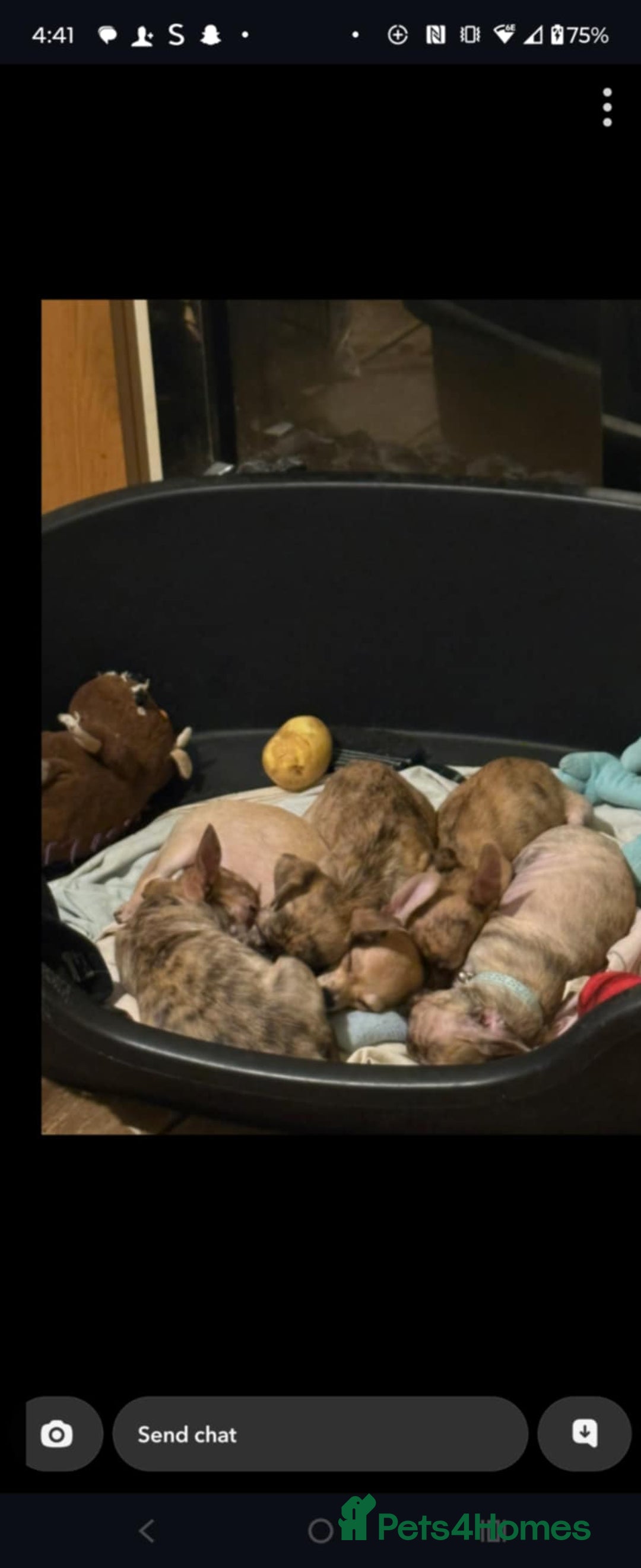 Chihuahua dogs for sale: Beautiful puppies ready for forever homes  - Advert 14