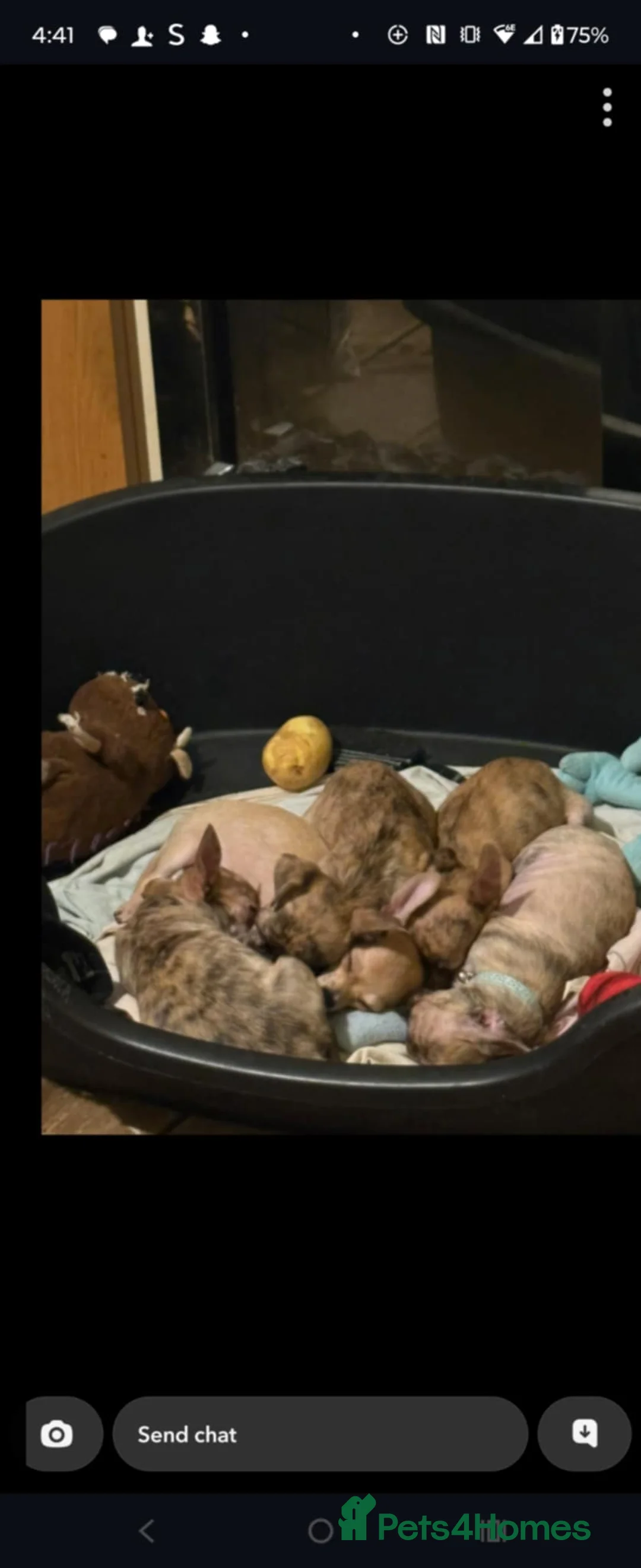 Chihuahua dogs for sale: Beautiful puppies ready for forever homes  - Advert 14