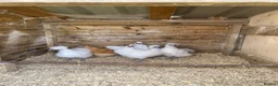 Chickens poultry for sale: silkies for Sale  - Advert 2
