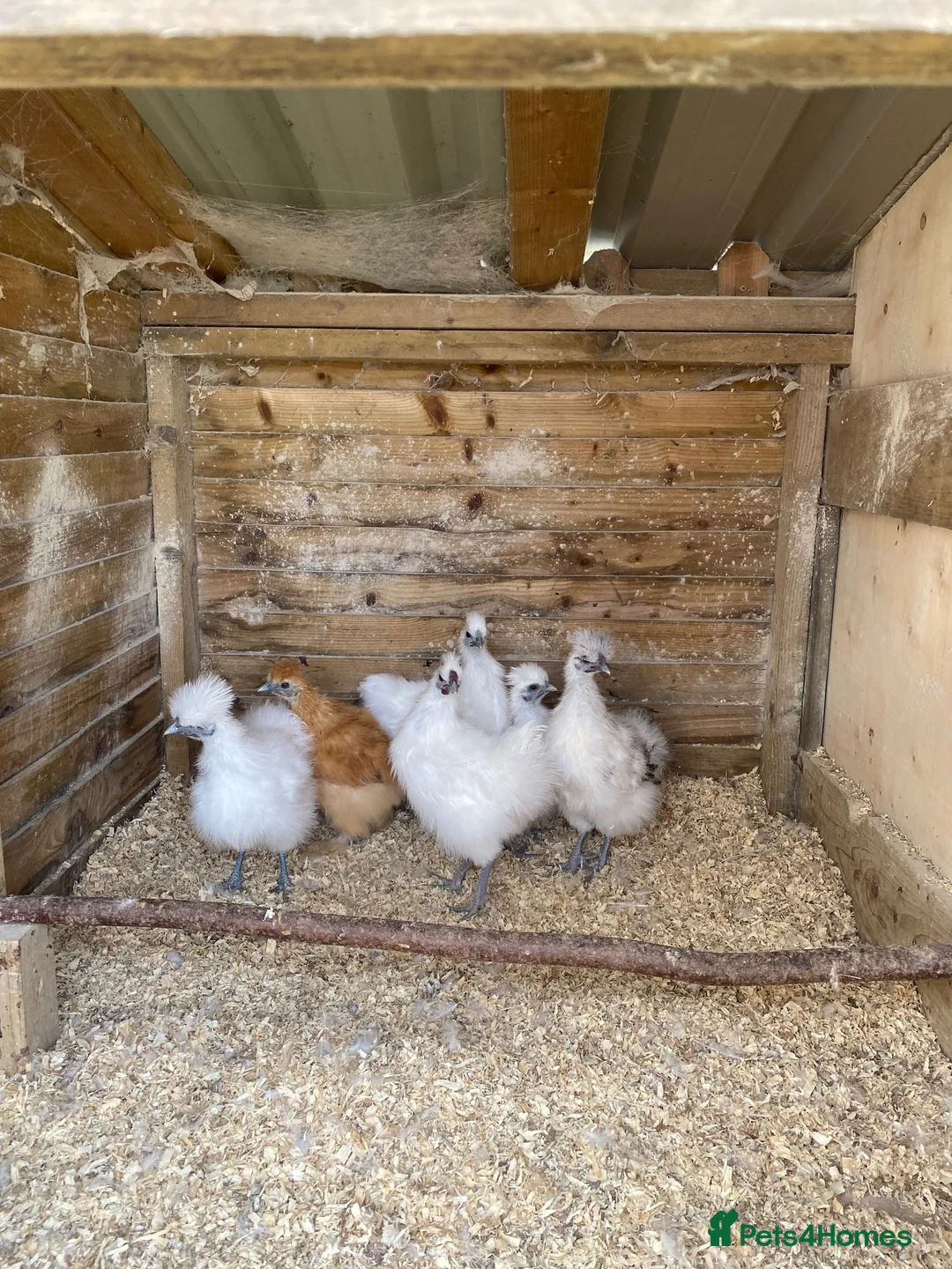 Chickens poultry for sale: silkies for Sale  - Advert 2