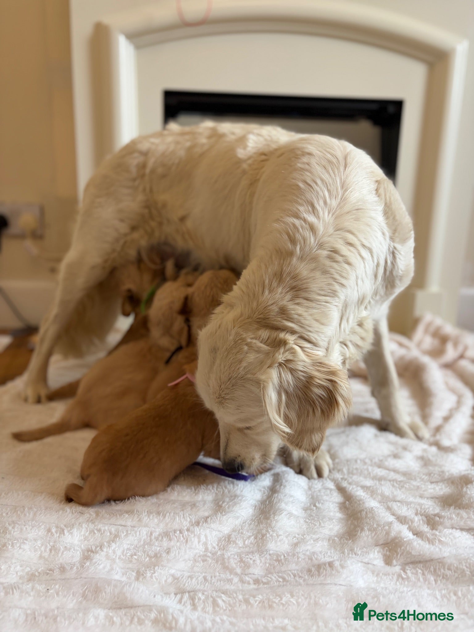 Golden Retriever dogs Golden retriever puppies  - Advert 1