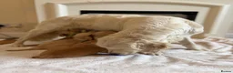 Golden Retriever dogs for sale: Golden retriever puppies  - Advert 1