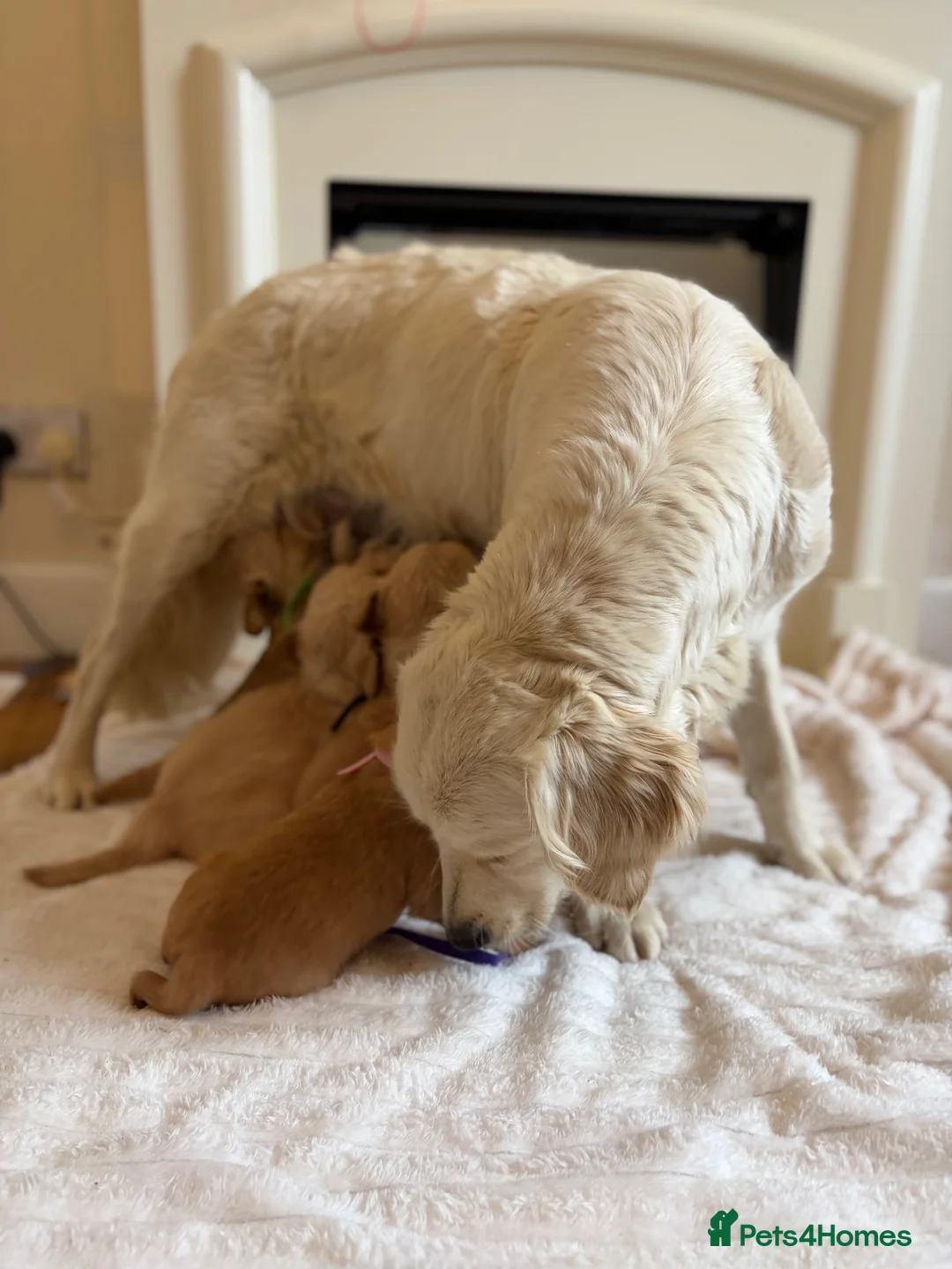 Golden Retriever dogs for sale: Golden retriever puppies  - Advert 1