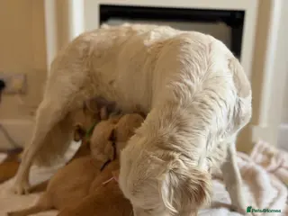Golden Retriever dogs Golden retriever puppies - Advert 1