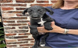 Bedlington Terrier dogs for sale: F1 Bedlington x Whippet puppies - Image 2
