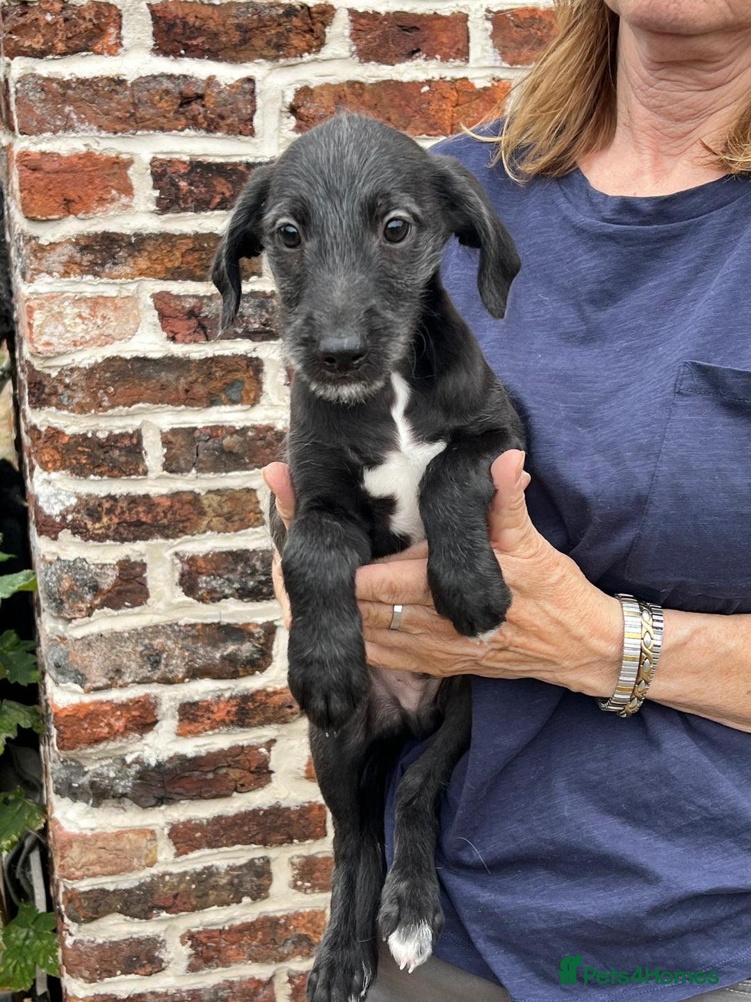 Bedlington Terrier dogs for sale: F1 Bedlington x Whippet puppies - Image 2