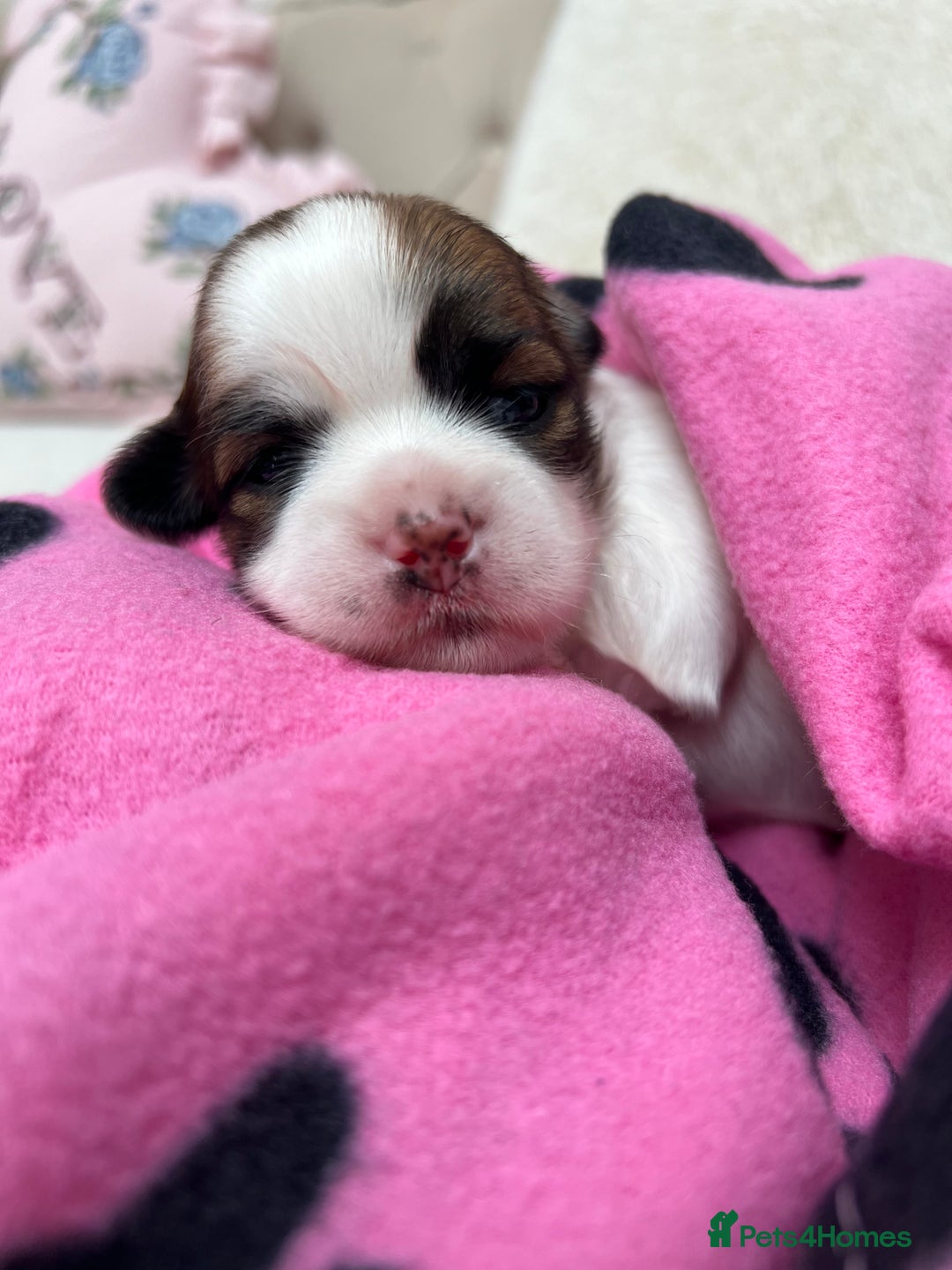 Lhasa Apso dogs for sale: Beautiful Lhasa apso puppies 🐶  - Image 20