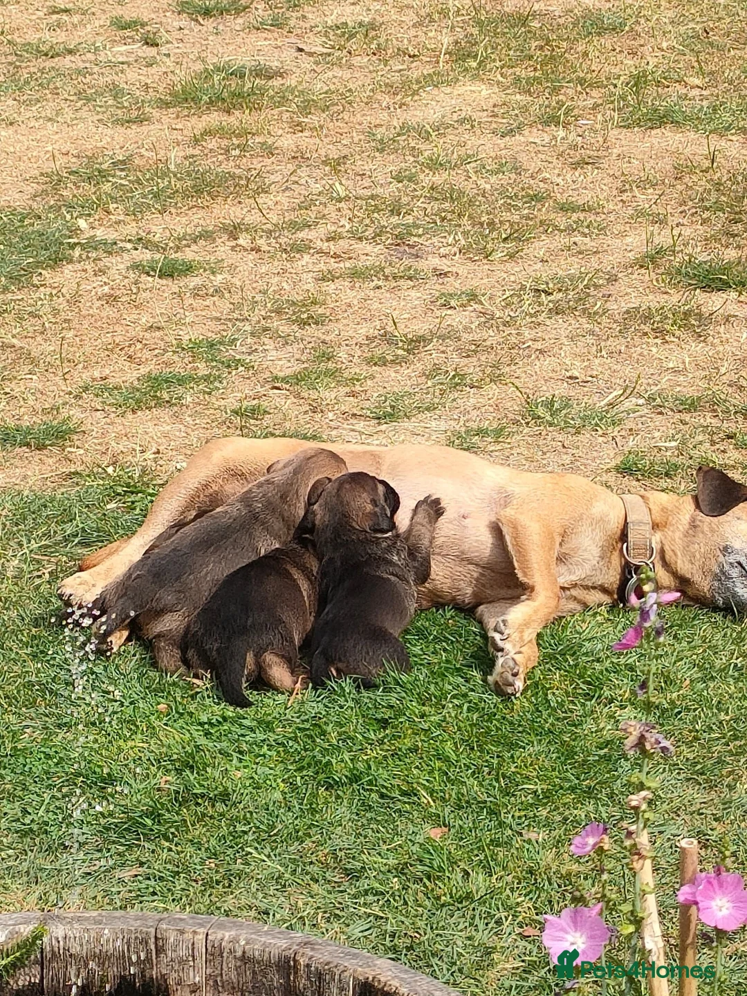 Mixed Breed dogs for sale: Border Terrier x Patterdale  in Leicester - Advert 5