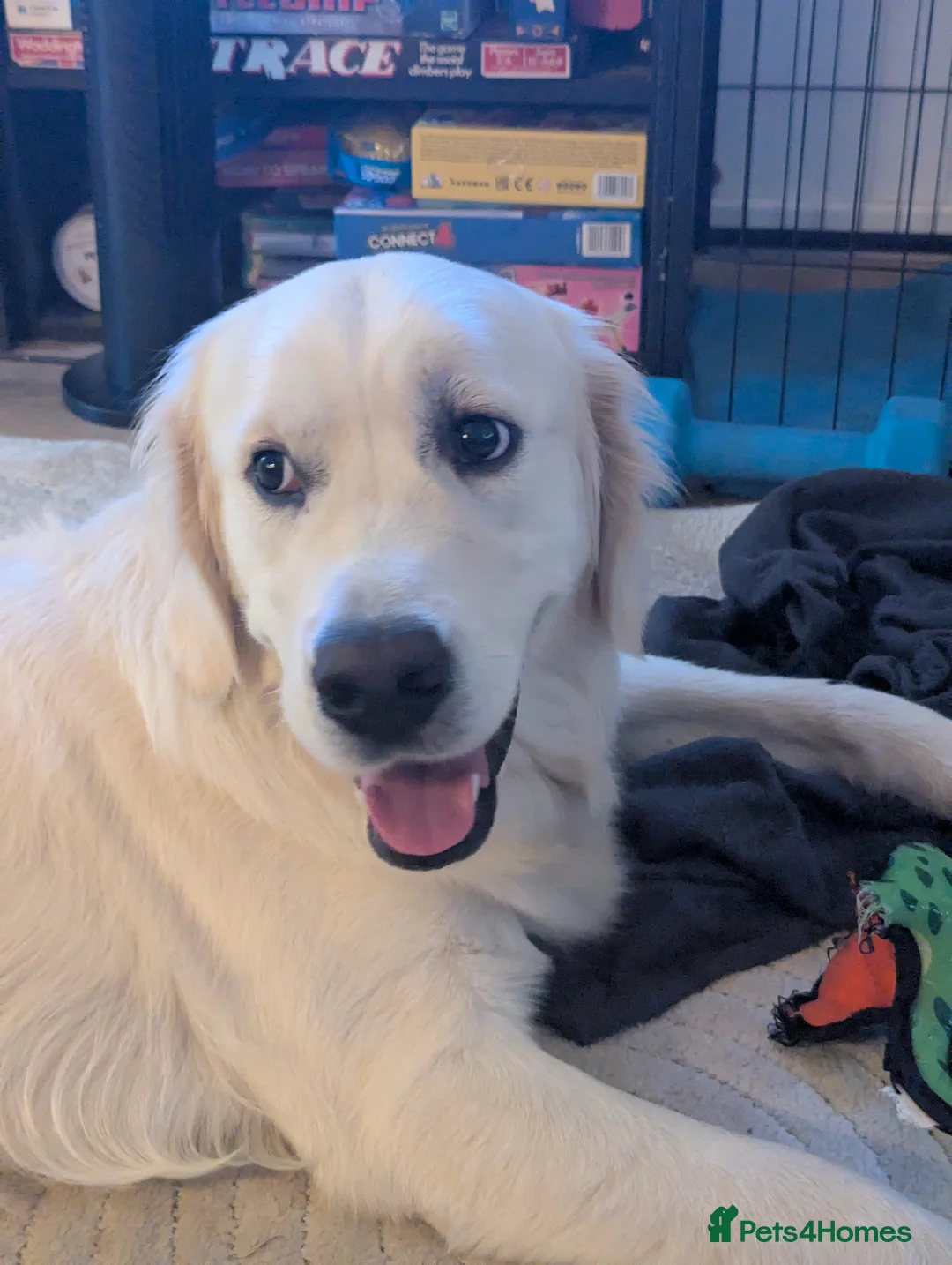 Golden Retriever dogs for stud: Barney - English cream golden retriever for stud - Advert 1