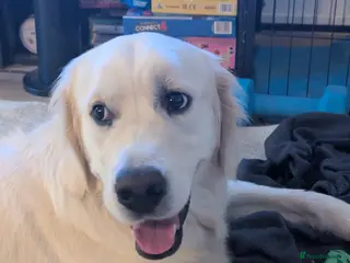 Golden Retriever dogs Barney - English cream golden retriever for stud - Advert 1