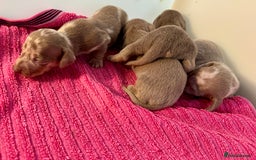 Miniature Dachshund dogs for sale: Miniature dachshunds  - Image 8
