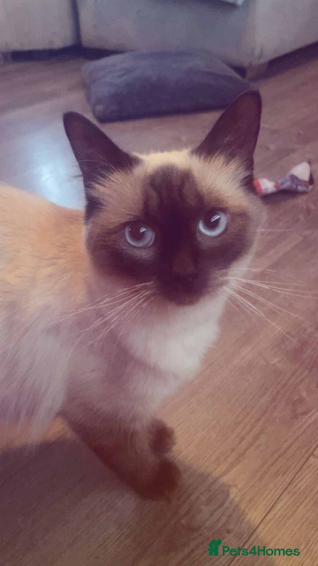 Ragdoll cats for sale: Ragdoll cross kittens  - Image 3