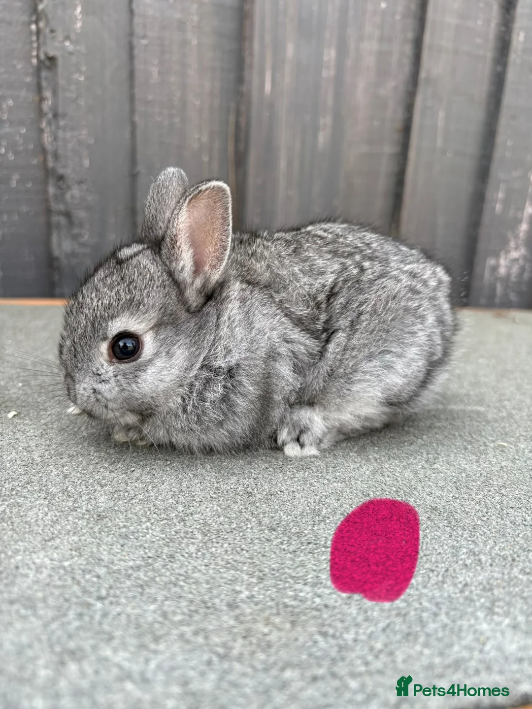 Netherland Dwarf rabbits for sale: Netherland dwarf x Rex  - Advert 1