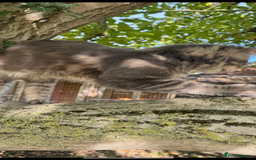 Maine Coon cats for sale: Three stunning pure bred Maine Coon girls - Image 9