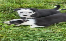 Border Collie dogs for sale: Border collie pups - Image 15